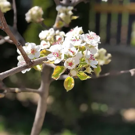 펜션 Hadzovic